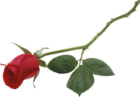 Розы Png