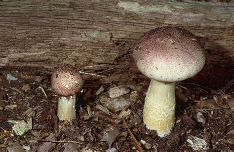 Wine Cap Stropharia Mushrooms Stock Image B2501152 Science Photo