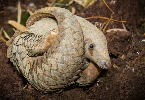 World Pangolin Day