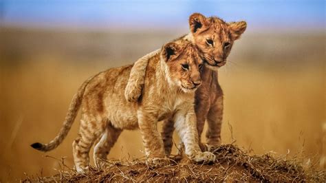 Cute Lion Cubs Wallpaper Backiee