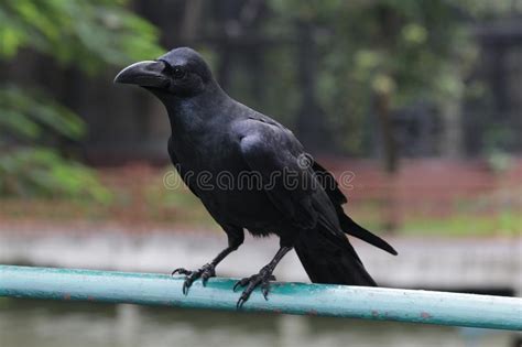 Close Up Black Crow Corvus Stock Photo Image Of Crow Intelligence