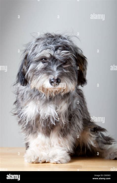 Der Zottelige Hund Stockfotos Und Bilder Kaufen Alamy