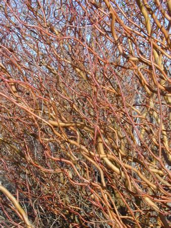 Salix Scarlet Curls Curly Willow Curly Willow Salix Ornamental Trees