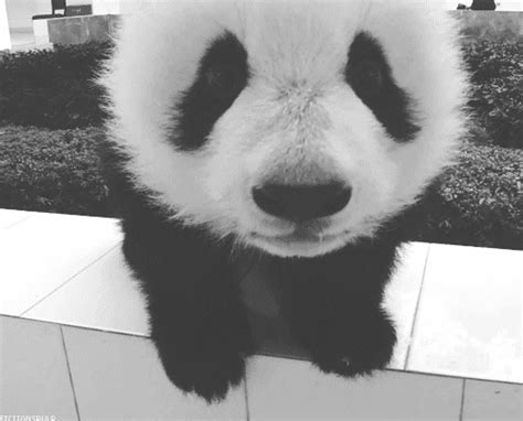 Panda Cute S Find And Share On Giphy