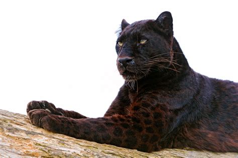 Black Panther Lying On Brown Tree Hd Wallpaper Wallpaper Flare