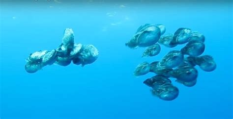 Group Of Paper Nautilus In California Documented On Video Reef