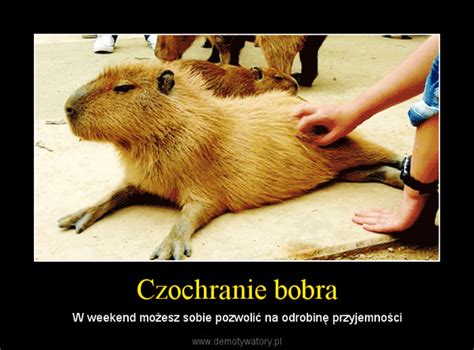 Czochranie Bobra Demotywatory Pl