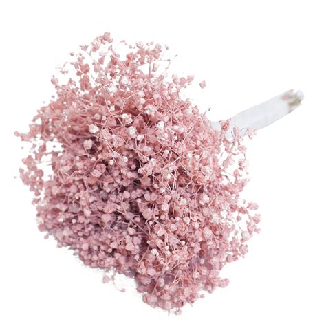 Babys Breath Png Isolated Pic Png Mart