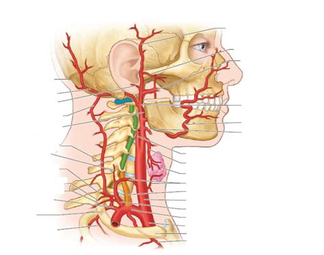 Arteria carotis interna) is located in the inner side of the neck in contrast to the external carotid artery. Lateral View Head + Neck Arteries