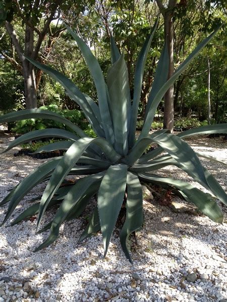 Lol i had two of my friends who were from different parts of mexico arguing on how to say it for an hour. Ethnobotanical Garden of Oaxaca - The CobraHead Blog