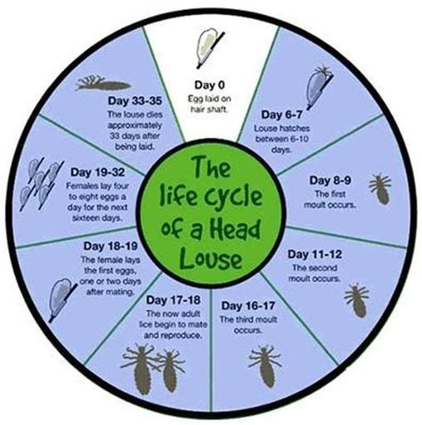 The Common Head Lice Life Cycle Head Louse Lice Facts Louse