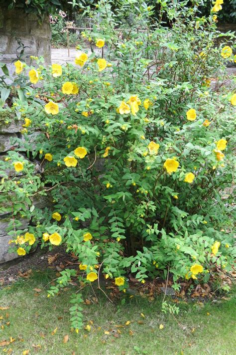 Yellow Flowering Bush Ontario Identify Yellow Flowering Bush Best