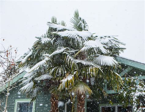 Palm Tree Covered In Ice And Snow Stock Photo Image Of Tropical