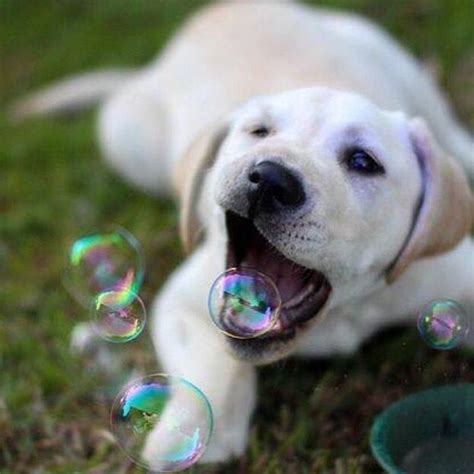 Dog Eating Bubble Cute Animals Cute Dogs Baby Dogs