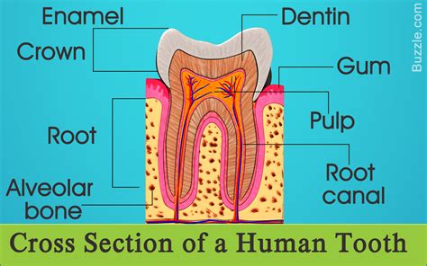 Information About The Human Tooth Anatomy With Labeled Diagrams Bodytomy