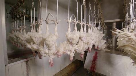 Chickens Hanging Upside Down In Slaughterhouse Being Submerged In Water