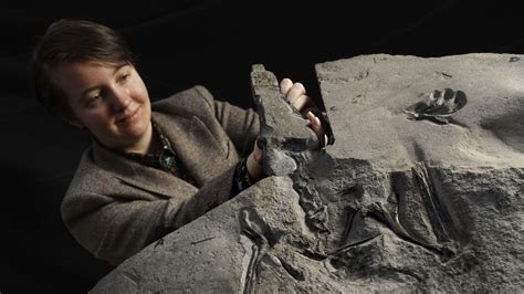 Rare Pterosaur Fossil Found In Scotland Npr