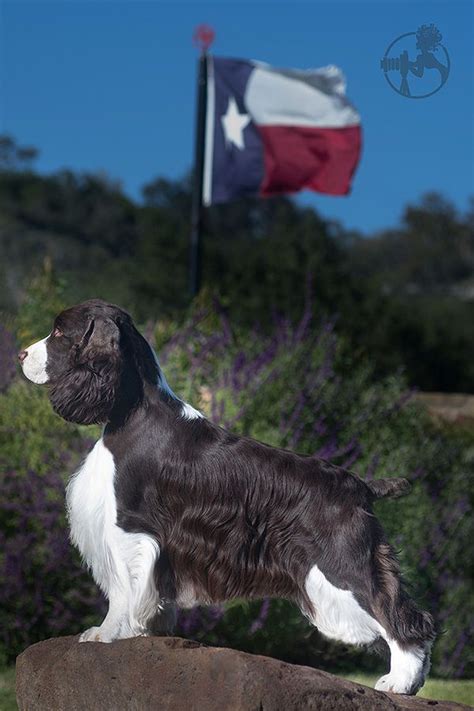 They are very trainable as they are very friendly dogs that get along with everyone. Handsome Springer Spaniel in Texas, showing off his pride for the Lone Star State! | Springer ...