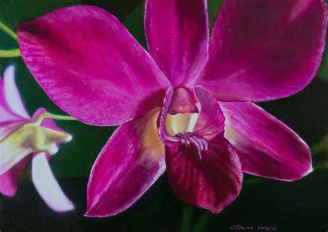 Magenta Orchid Art Lovers Australia
