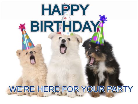 15 Best Happy Birthday Dog Memes For Your Enjoyment Petpress
