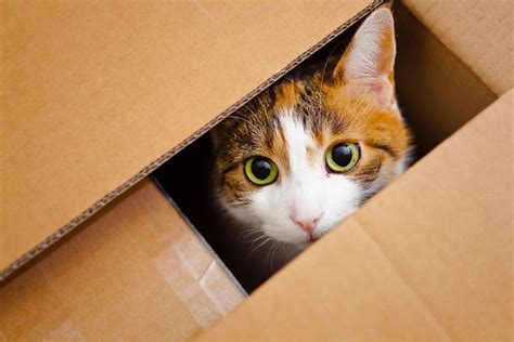 Setting theme point of view plot in cat in the rain: Why Do Cats Like To Stay Inside Boxes? » Science ABC