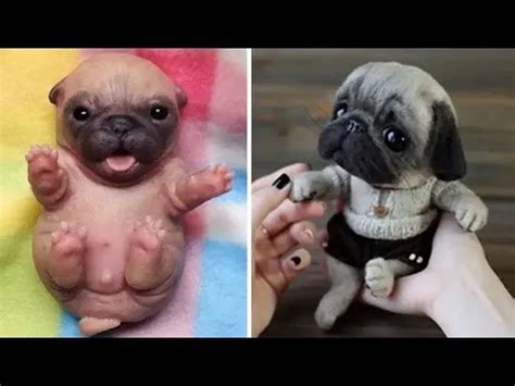 Funniest And Cutest Pug Dog Videos Compilation 2020 3