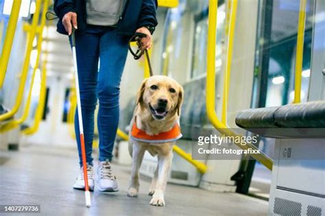 Blind Woman Guide Dog Photos And Premium High Res Pictures Getty Images