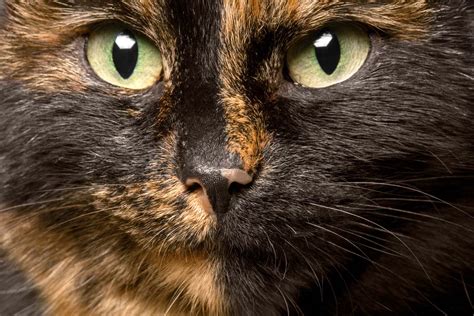 What Is A Tortoiseshell Cat Cat World