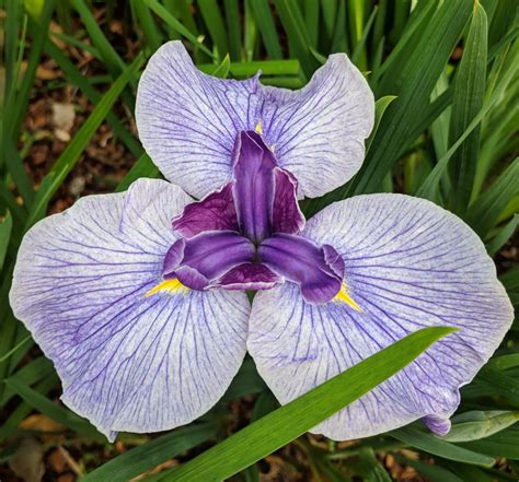 Japanese Irises Finegardening Japanese Iris Iris Big Vases