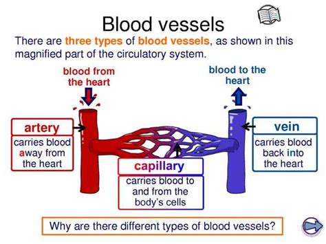 Anatomy The Three Kinds Of Blood Vessels