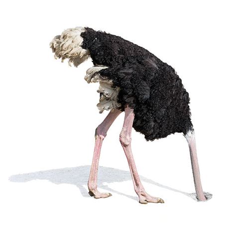 Ostrich Pictures Images And Stock Photos Istock