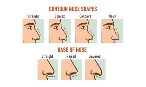 What Types Of Nose Shape Can Rhinoplasty Help Nyc Plastic Surgeon