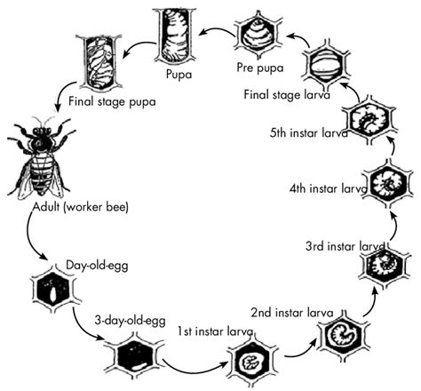 Lista 100 Imagen The Diagram Shows The Life Cycle Of The Honey Bee Mirada Tensa