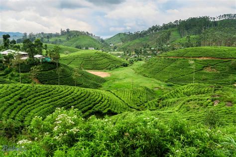 Exploring Sri Lankas Tea Plantations Youtube