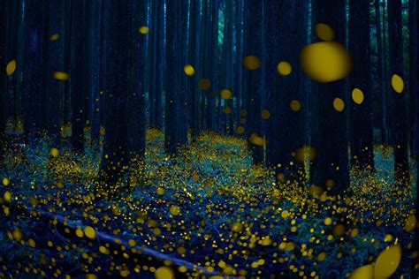 8 Best Places To See Fireflies In Japan 2023 Japan Wonder Travel Blog