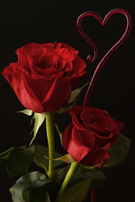 รูปภาพ ปลูก กลีบดอกไม้ ความรัก หัวใจ ดอกกุหลาบ สีแดง สีชมพู