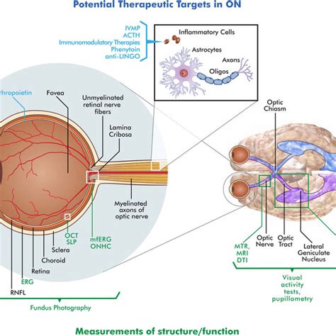 Schematic Of The Retina Optic Nerve And Postchiasmal Afferent Visual