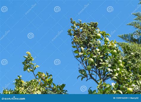Unripe Green Oranges Growing On Branch In Portugal Stock Image Image