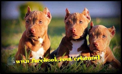 Milhares de fotos novas de alta. Cute buckskin pitties | Puppies, Dogs and puppies, Pitbull terrier
