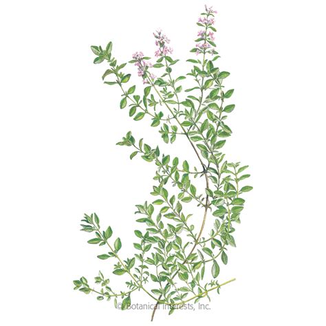 English Thyme Seeds View All Herbs Botanical Interests