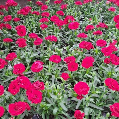 Dianthus Oscar Red Dark Jardins Zeillinger Botanix