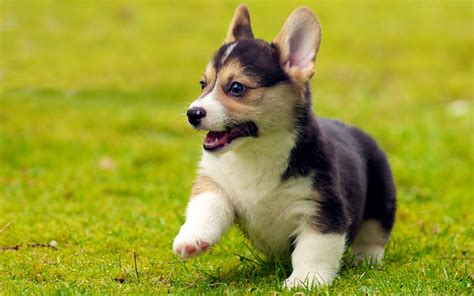 550 Puppy HD Wallpapers | Background Images - Wallpaper Abyss - Page 7