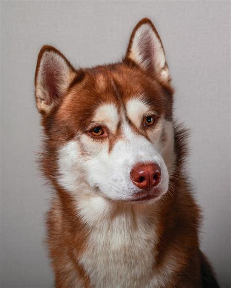 Close Up Shot Of Husky Dog Stock Photo Image Of Scary 28540574
