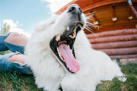 Baby teeth usually come in long before we meet our pet dogs, explains veterinary dentist mj redman, dvm, davdc. Dog Dental Care: How Many Teeth Do Dogs Have?