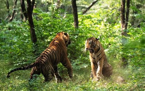 Fight Between Two Tigers In Ranthambore National Park Latest News And