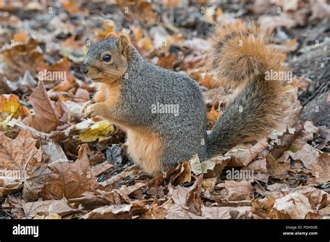 Eastern Fox Squirrel Sciurus Niger On Forest Floor Eating Nuts