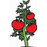 Plant Tomato Clipart Clip