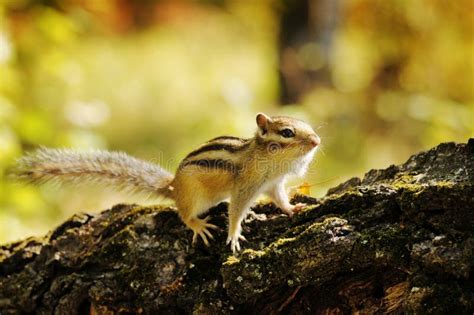 Chipmunk On A Stump In The Forest Stock Image Image Of Wild Rodent