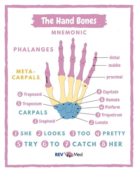 Hand Bones Anatomy Mnemonic She Looks Too Pretty Grepmed