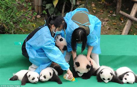 Pandas Make Havoc At Chengdu Giant Panda Breeding Base Daily Mail Online